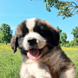 Ruby - Brown and white female Saint Bernard puppy in Kinsman, Ohio from Coleman Saint Bernards of Ohio