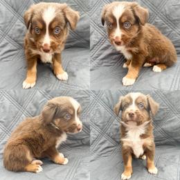 Red tri male 2 - Red tri male Miniature Australian Shepherd puppy in Brooker, Florida from Honey, I Shrunk the Aussies