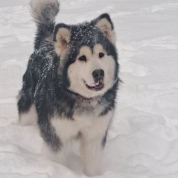 Alaskan Malamute puppies from SnoCap Kennel