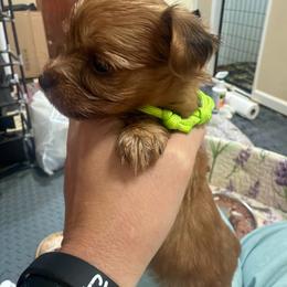 Gable - Chocolate female Morkie puppy in Winston Salem, North Carolina from Patty’s Paws