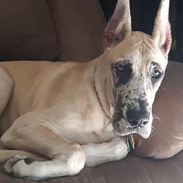 Great Danes from Poke-A-Nose Danes