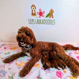 Sapphire - Caramel red female Australian Labradoodle puppy in Rancho Cucamonga, California from LILY'S Labradoodles