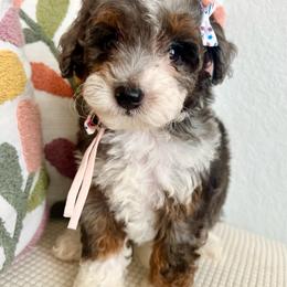 CLARINETTE - Chocolate merle female Bernedoodle puppy in Houston, Texas from Pia’s Doodle Poodle Wag