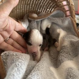 Hairless girl - Slate female Chinese Crested puppy in Rockvale, Tennessee from Cosmic Chinese Cresteds & Wind-Echo Poodles