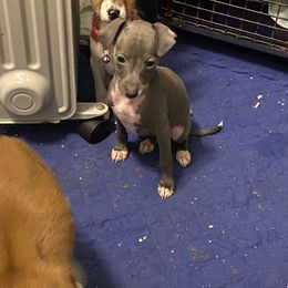 Girl 4 - Italian Greyhound puppy from Khani's Basenjis and Italian Greyhounds