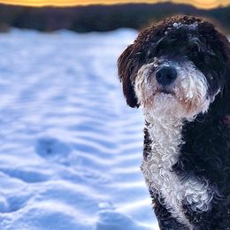 Bernedoodles from Mountain Spring Farm