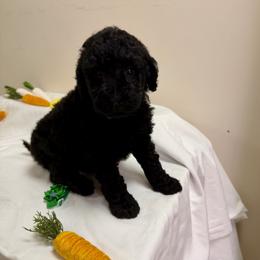 Clover - Black male Poodle puppy in Cold Brook, New York from Tamarack Therapy Dogs