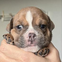Back Forty Boxers and Old English Bulldogs in Idaho