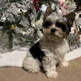 Biewer Terrier Puppies from Southern Star Biewers