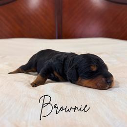 Brownie - Phantom male Goldendoodle puppy in Burleson, Texas from Kendall’s Kennel