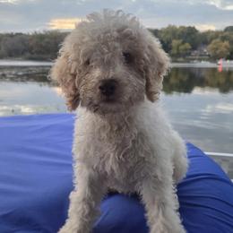 Cane Corso, Goldendoodles, Lagotti Romagnoli, and Russian Toys from Nesting Dolls