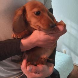 Tiny - Red male Dachshund puppy in Tulsa, Oklahoma from Eternal Puff AKC Lhasa Apsos OR AKC Miniature Long Haired Dachshunds