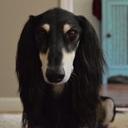 Najib - Saluki