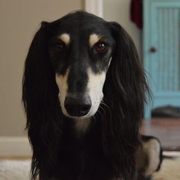 Najib - Saluki