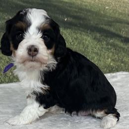 Wolf - Tri-color male Bernedoodle puppy in Lincoln, Nebraska from GRand Doodles