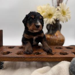 Charcoal - Tri-color male Bernedoodle puppy in Ocala, Florida from Bernedoodles of Florida
