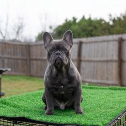 Blue - Blue male French Bulldog puppy in Austin, Texas from ourfrenchies2yours