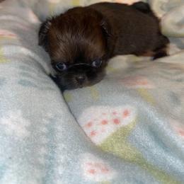 Fox - Brindle male Shih Tzu puppy in Pleasant Shade, Tennessee from Kuntry Tyme Shih Tzu