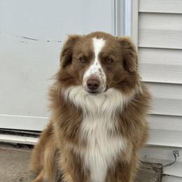 Bandit - Miniature Australian Shepherd