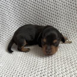 Dachshund Puppies from Morgan Burtenshaw