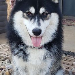Pomskies from For The Love of Pomskies