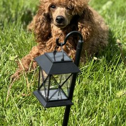 Juju - Poodle