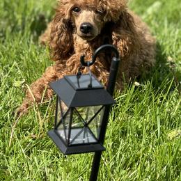 Juju - Poodle