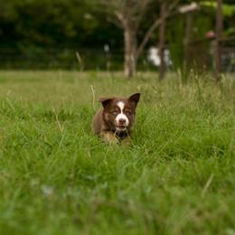 Rip - Red & white male Australian Shepherd puppy in Dunn, North Carolina from The Dogs of Working Aussies Homestead