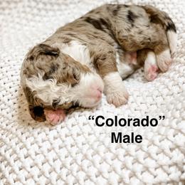 Colorado - Chocolate merle male Bernedoodle puppy in Hudson, Indiana from TurkeyCreek-K9