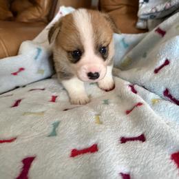 Pup male 2 - White and red male Pembroke Welsh Corgi puppy in Jenkinsburg, Georgia from Red Elephant Farms