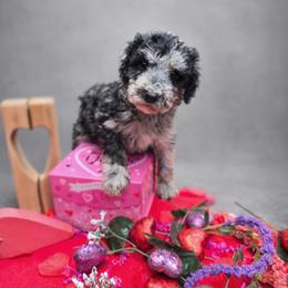 Basil - Blue merle male Aussiedoodle puppy in Wilkinsville, South Carolina from Feather Branch Farm and Kennel