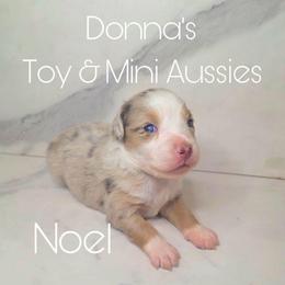 Noel - Red merle female Toy Australian Shepherd puppy in Bethany, Oklahoma from Donna's Toy & Mini Aussies