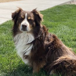 Jax - Miniature Australian Shepherd