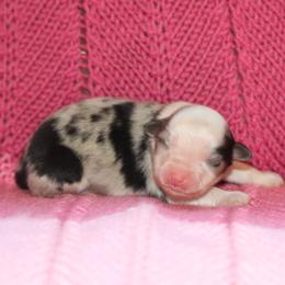 Girl 1 - female Miniature American Shepherd puppy in Tiskilwa, Illinois from First Harmony Farms