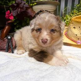 Wrangler - Red merle male Australian Shepherd puppy in Boise, Idaho from Black Canyon Corral Aussies