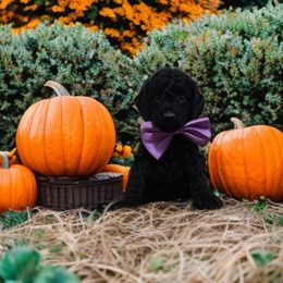 Maple (Purple Band) - Black female Poodle puppy in Plainfield, New Jersey from Caris Paws Poodles and Labradoodles
