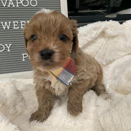 Cavapoo, Cockapoo, Goldendoodle, and Maltipoo Puppies from Perdue Puppies