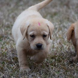 Yellow Female - Pink - Yellow female Labrador Retriever puppy in Edgefield, South Carolina from Backwoods Pond Labradors LLC