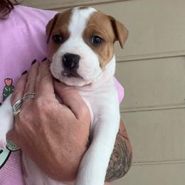 Jameson - Red male American Staffordshire Terrier puppy in Marietta, Georgia from Ambition Amstaffs