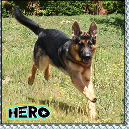 HERO - German Shepherd