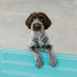 Wirehaired Pointing Griffon Puppies from Double Barrel Griffons