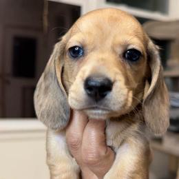 Toast (cream dapple) - Cream male Dachshund puppy in Mc Donough, Georgia from L & J Kennel