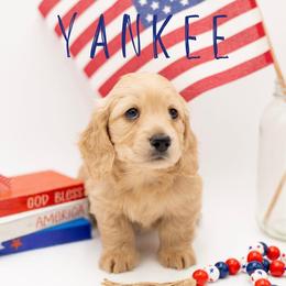 Yankee - Cream male Dachshund puppy in Denison, Texas from Rising Dawn Dachshunds