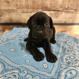 Cane Corso Puppies from Carrie Brown's Cane Corsos