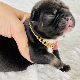 French Bulldog Puppies from Frenchie Paws