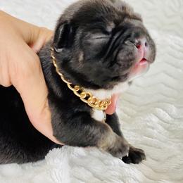 French Bulldog Puppies from Frenchie Paws