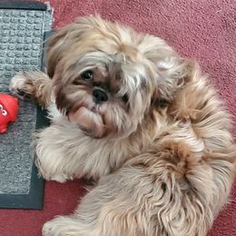 Neo - Shih Tzu