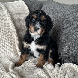 Squirrel - female Golden Mountain Doodle puppy in New River, Arizona from Sonoran Standard Doodles