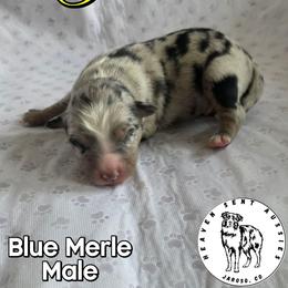 Pablo - Blue merle male Miniature Australian Shepherd puppy in Jaroso, Colorado from Heaven Sent Aussies