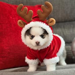 Boy 2 - Black and white male Pomsky puppy in Enid, Oklahoma from Mile Hi Pomskies